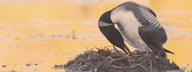 Widseth Produces Video for National Loon Center's Public Education Campaign