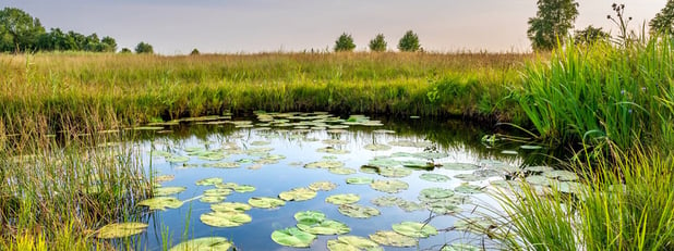 Wetland Delineations: Who Needs Them and Why They're Necessary